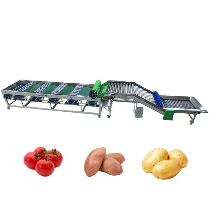 Potato size sorting machine 3